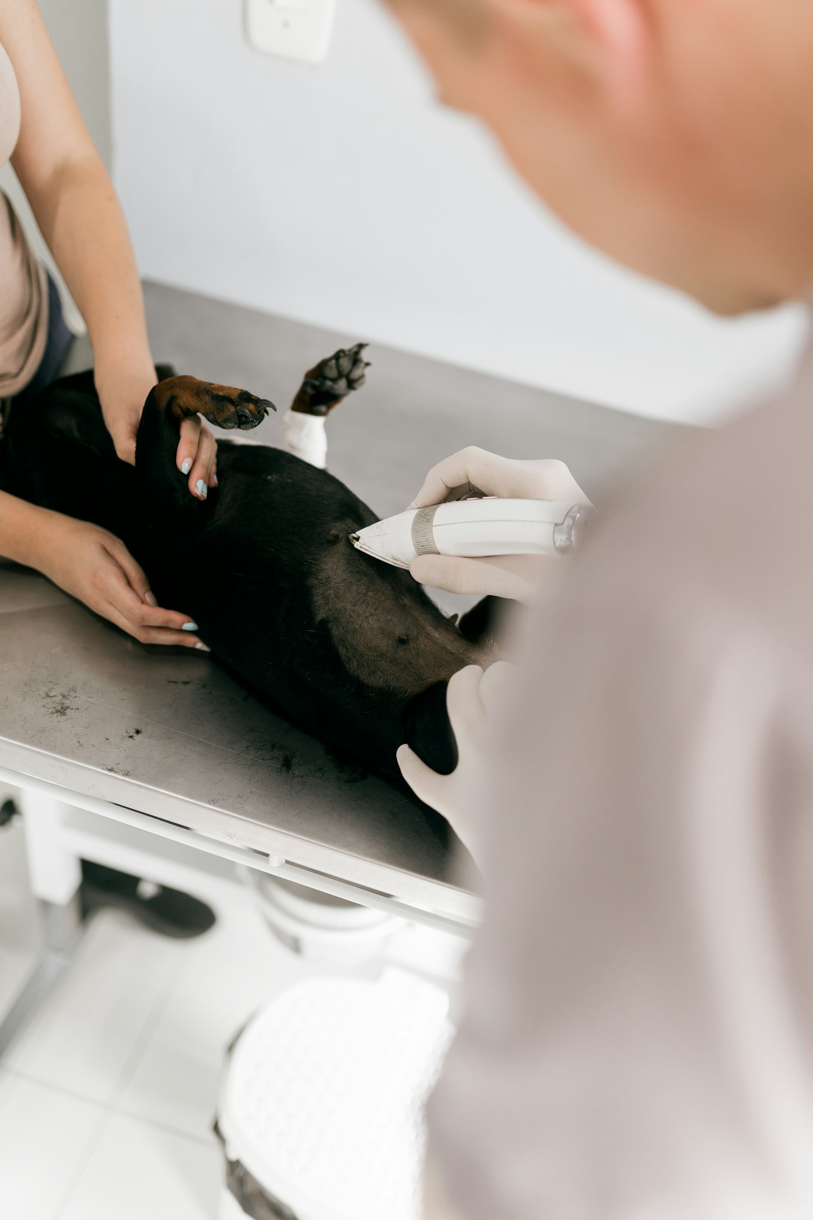 Dyrlæge undersøger en hund på briksen i klinikken